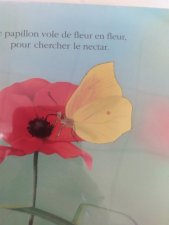 Papillon