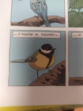 La mésange