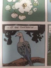 Tourterelle