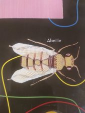 Insecte