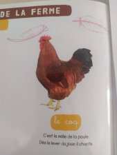 le coq