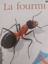 Insecte