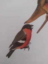 Rouge gorge