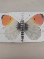 le papillon