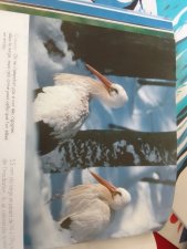 Cigogne