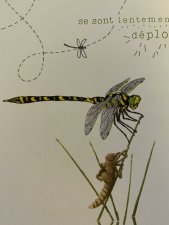 libellule