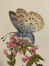 Azuré du serpolet (papillon)