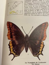 nymphale de l