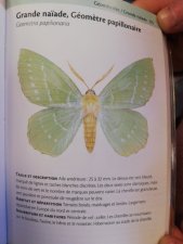 grande naïade, géomètre papillonaire