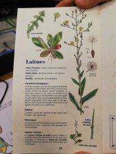 laitue
