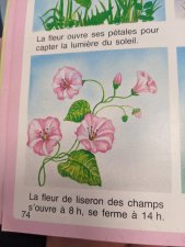 Liseron des champs