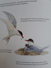Sterne arctique