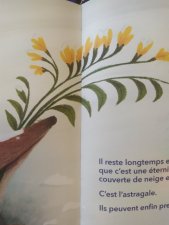 Astragale