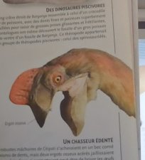 Citipati