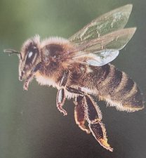 Abeille