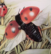 Coccinelle