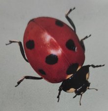 Coccinelle