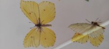 Papillon