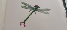 Libellule