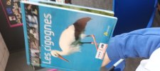 Cigognes 