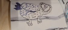 Strigops kakapo