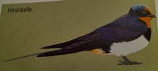 Hirondelle