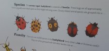 Ladybird