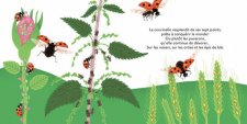 Coccinelle
