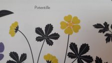 Potentille