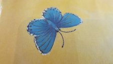 Papillon