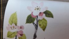 Pommier 