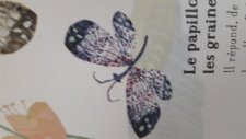 Papillon.
