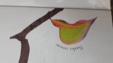 Phoebis sennae