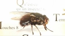 mouche