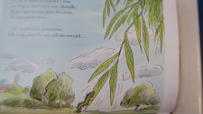 Saule pleureur