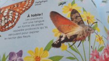 spinx colibri