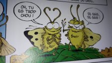 Piéride du choux