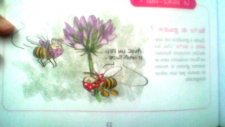 Abeille