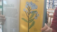 Myosotis