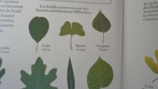 Ginkgo biloba