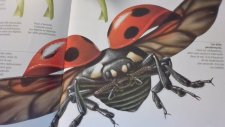 Coccinelle