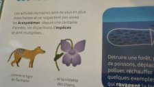 violette