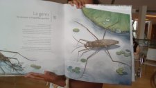 le gerris