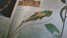 sauterelle