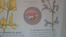 Abeille