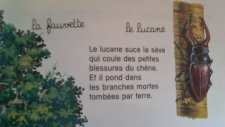 lucane