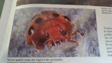 coccinelle phytophage