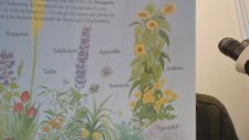Tournesol