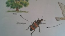 Nécrophore