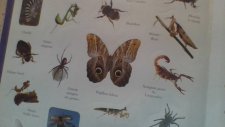 Papillon hibou